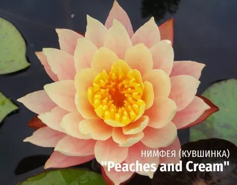 Peaches and Cream